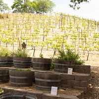 Santa Clara Wines